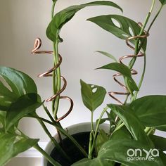 Copper Spiral Indoor Plant Sticks - Set of 2-Plant Stick-On Ya Garden Spiral Plant, Houseplant Trellis, Plant Stick, Plant Sticks, Plant Obsession, Copper Plant, Wire Trellis, Plant Trellis, Trellis Ideas