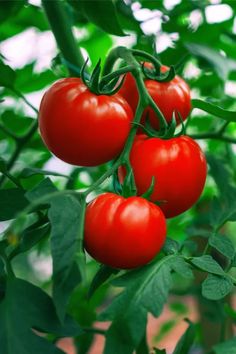 three red tomatoes hanging from the branch of a tomato tree