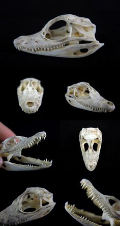 three different views of an animal's skull and jaw