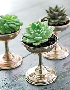 three small pots with succulents in them on top of a wooden table