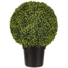 a potted boxwood ball plant is shown