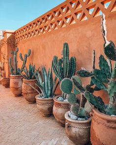 several cactus plants are lined up against a wall on a brick patio in front of an adobe - style building