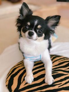 a small black and white dog sitting on top of a pillow