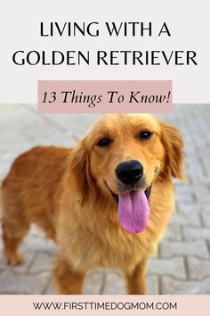 Living With A Golden Retriever - A happy Golden Retriever standing and looking at you with its tongue sticking out. How To Train A Golden Retriever Puppy, Working Golden Retriever, Golden Retriever Puppy Beach, Aesthetic Golden Retriever, Golden Retriever Vs Labrador, Golden Retriever Aesthetic, Cottagecore Dog