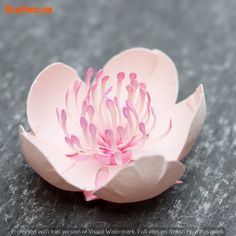 a pink flower sitting on top of a black table next to a gray surface with writing underneath it