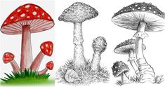 three different types of mushrooms are shown in this drawing style, one is red and the other is white