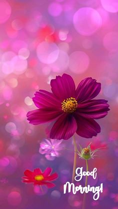 a purple flower with the words good morning on it and pink boket in the background