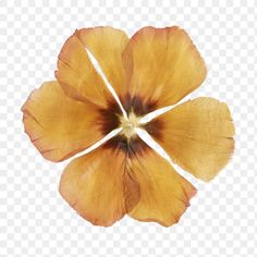 a flower that is yellow and brown on a white background, with the petals showing