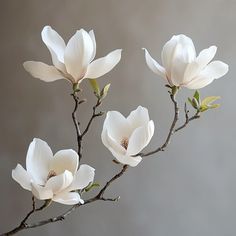 three white flowers are in a vase on a branch