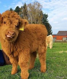 a brown cow standing on top of a lush green field