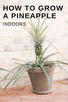 a potted pineapple plant sitting in front of a brick wall