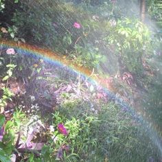 a rainbow is shining in the sky over some grass and flowers with pink flowers around it