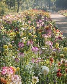 a field full of colorful flowers next to a dirt road in the middle of a forest