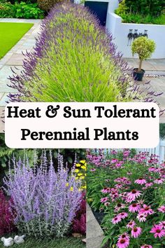 different types of plants with text overlay that says heat and sun tolerant perennial plants