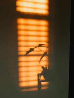 the shadow of a plant in front of a window with light coming through it and blinds