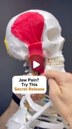 Dr. Joe Damiani - TMJ, Head & Neck Specialist on Instagram: "Have you been beating your master muscle into an oblivion?   It’s pretty much your only strategy to release jaw, muscle pain and you’re just hammering away at it all day?   Well, besides the Temporalis and Masseter, the Medial Pterygoid is one of the prime muscles involved in closing your mouth chewing or clenching. In this video, I show you how to get to that hard to reach Muscle to really push in there and Release Some Tension.   I also show three separate strokes that you can use to get the most out of this release release in this muscle can help to decompress the TMJ and to make moving your mouth easier.   🚨Most importantly, releasing muscles does not reverse TMJ disorder. It makes the muscles more healthy, but we must look Relax Jaw Muscles, Jaw Muscle Release, Jaw Release Exercise, Scm Muscle Release, Temporalis Muscle, Leg Cramps Causes, Tongue Muscles