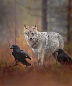 two black crows and a gray wolf in the middle of a wooded area with trees