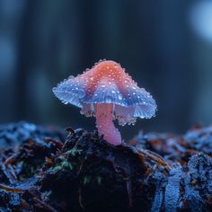 a close up of a small mushroom on the ground with drops of water on it