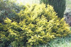 a bush with yellow leaves in the grass