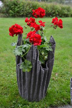 some red flowers are growing out of a concrete planter in the grass on a sunny day