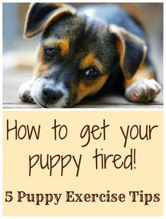 a puppy laying on the ground with its head resting on it's paws and text overlay that says how to get your puppy tired