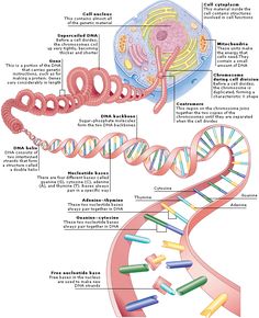 the structure of a human cell and its major functions in life science, including photoshopped