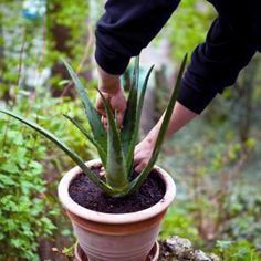 a person is placing an aloem into a potted plant in the garden