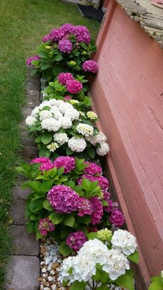 some pink and white flowers next to a brick wall with green leaves on the ground