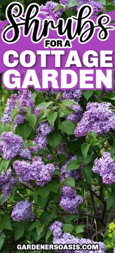 Best Shrubs For A Cottage Garden | Gardening Rose Fertilizer, Edible Roses, Best Perennials, Cottage Garden Design, Cottage Garden Plants, Perennial Shrubs, Garden Shrubs, English Cottage Garden, Shrub Roses