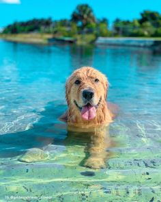 a dog swimming in the water with his tongue out