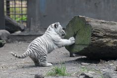 a white tiger cub playing with a large piece of wood in its zoo enclosure at the zoo