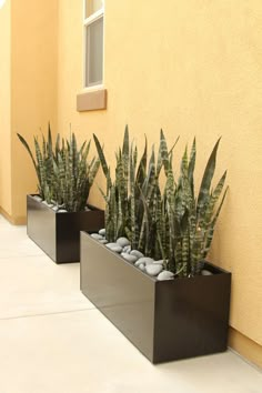 two black planters filled with plants next to a yellow building