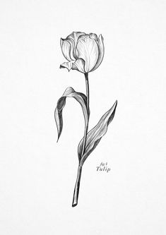 a black and white drawing of a single flower