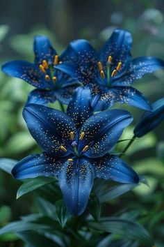 blue flowers with yellow stamens in the middle