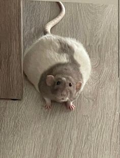 a white rat is sitting on the floor