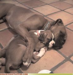 two puppies are sleeping on the floor with their heads touching each other's noses