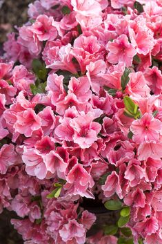 pink flowers are blooming in the garden