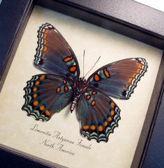 a butterfly in a black frame with an orange and blue pattern on it's wings