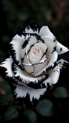 a white and black rose with leaves in the background