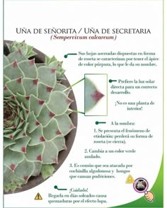 a brochure with an image of a succulent plant