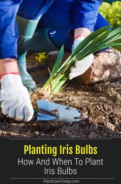 a person digging in the ground with plants growing out of it and text overlaying that reads planting iris bulbs how and when to plant iris bulbs