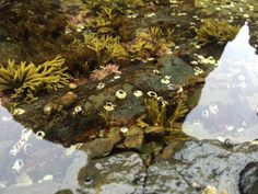 moss growing on rocks in the water with sky reflected in it's puddles