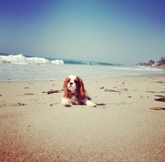 a dog is laying on the beach looking at the camera with his paw in the sand