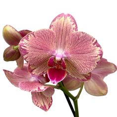 an orchid flower with pink and white stripes on it's petals, in front of a white background