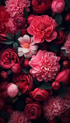 red and pink flowers with green leaves on the bottom, in front of a black background