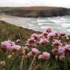 some pink flowers are growing on the side of a hill near the water and beach