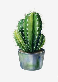 an image of a cactus in a pot