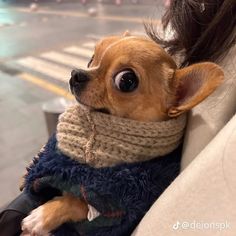 a small dog is wearing a scarf around its neck while sitting in someone's lap