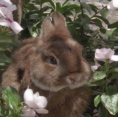 a brown rabbit sitting in the middle of some flowers