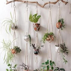 a wall hanging planter filled with lots of different types of plants and potted plants